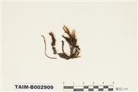 藏品(紫萼苔科)的圖片